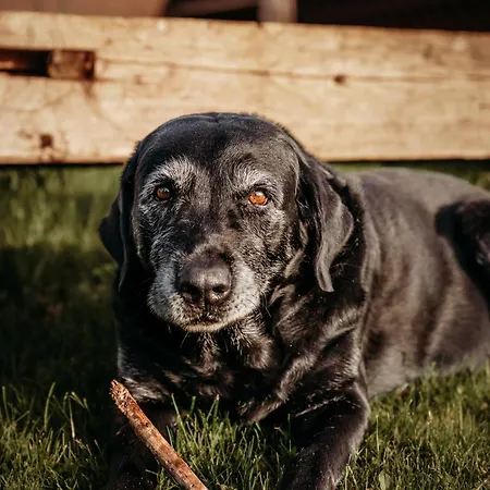 Weingut & Winzerhaeuser Skringer 루트스카치