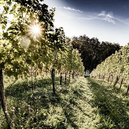 Weingut & Winzerhaeuser Skringer 펜션 루트스카치