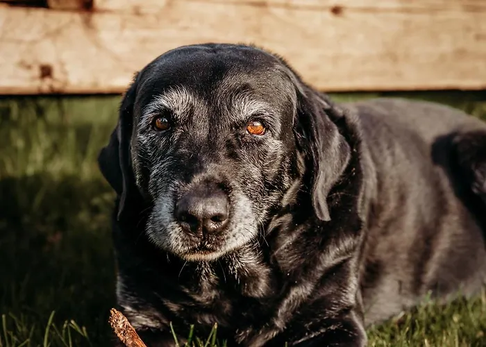 Weingut & Winzerhaeuser Skringer ليوتسشاخ